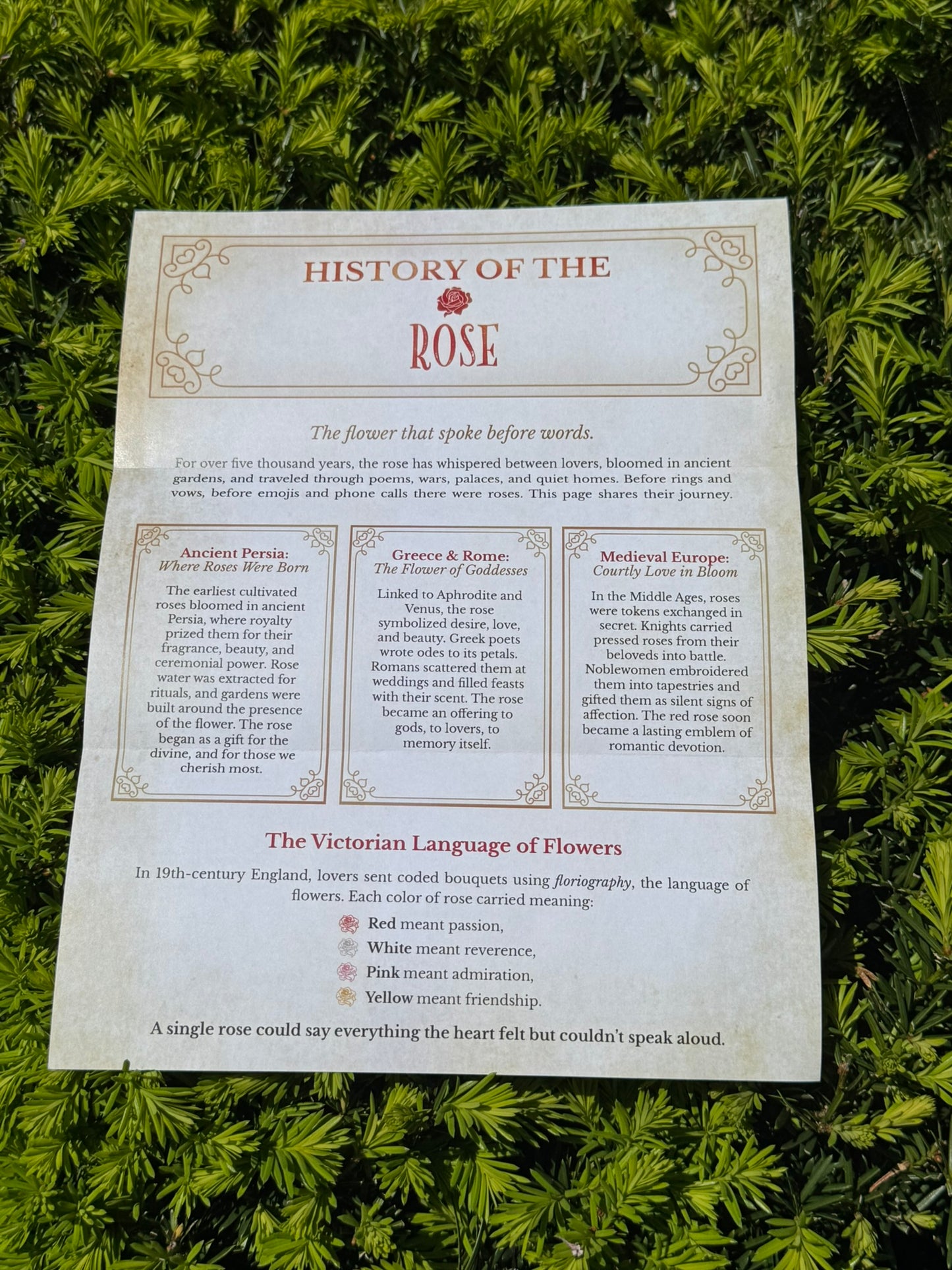 Sheet of paper with 'History of the Rose' text on a green leaf bush background